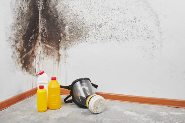 Best Attic Mold Removal  in Arial, SC