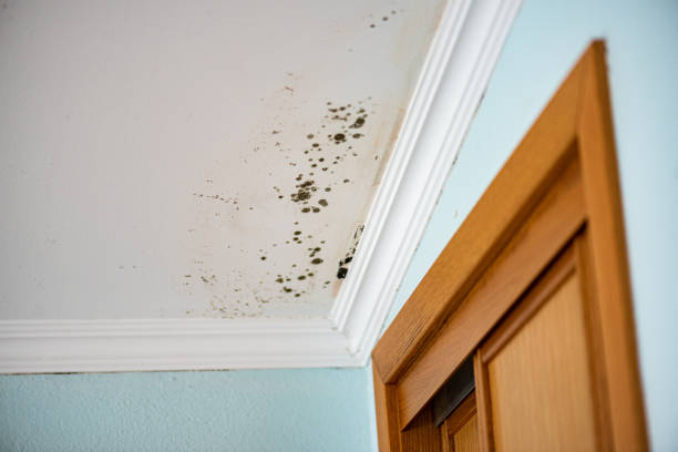 Best Toxic Mold Removal  in Arial, SC