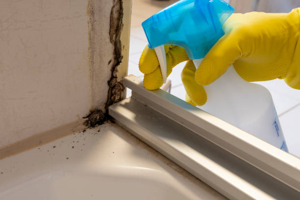 Best Black Mold Removal  in Arial, SC