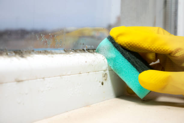 Best Mold Damage Repair  in Arial, SC