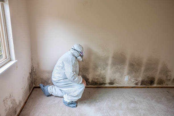 Professional Mold Removal in Arial, SC