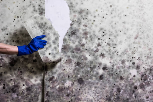 Best Certified Mold Removal  in Arial, SC