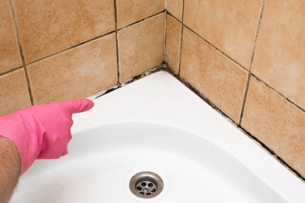 Best Affordable Mold Removal  in Arial, SC